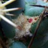 03b _Coryphantha_ robustispina _ssp.scheeri _SB849 _04